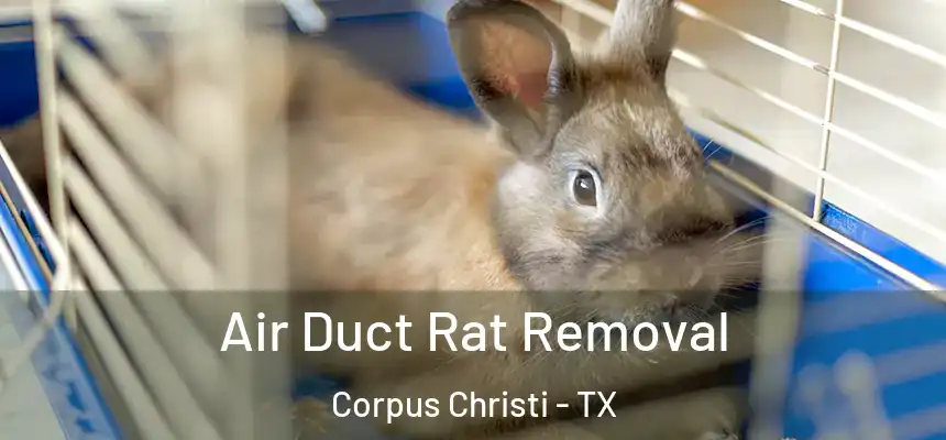 Air Duct Rat Removal Corpus Christi - TX