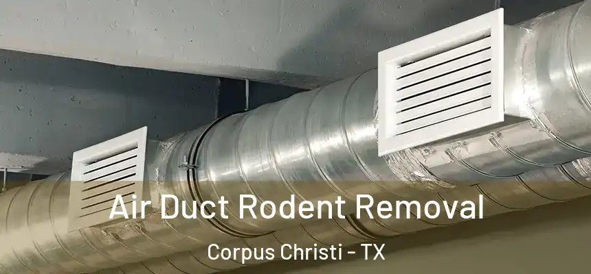 Air Duct Rodent Removal Corpus Christi - TX