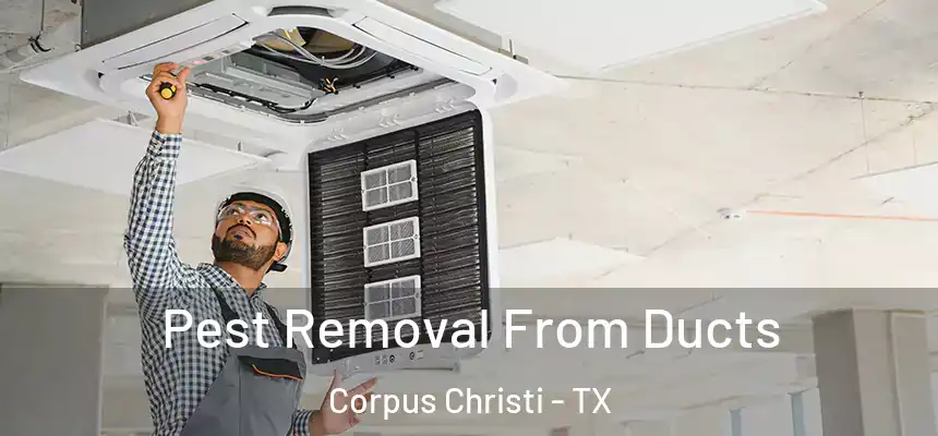 Pest Removal From Ducts Corpus Christi - TX